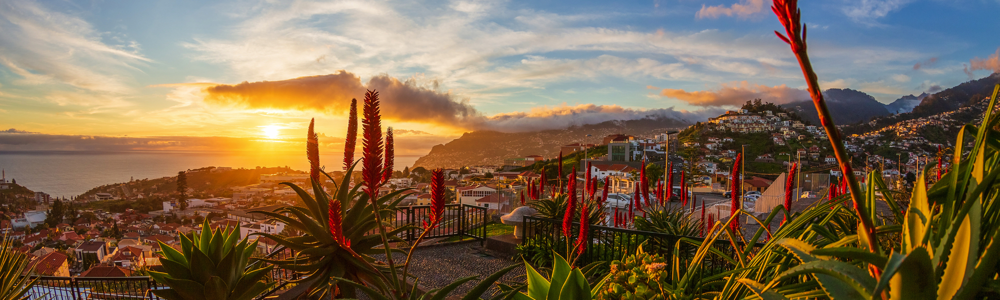 Blick auf Funchal in Madeira bei Sonnenuntergang mit Pflanzen im Vordergrund