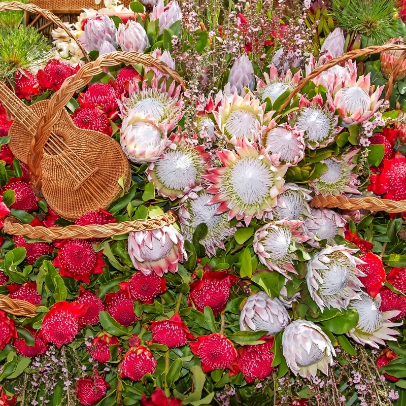 Blumenarrangement mit roten und weißen Proteablüten und einer geflochtenen Gitarre.