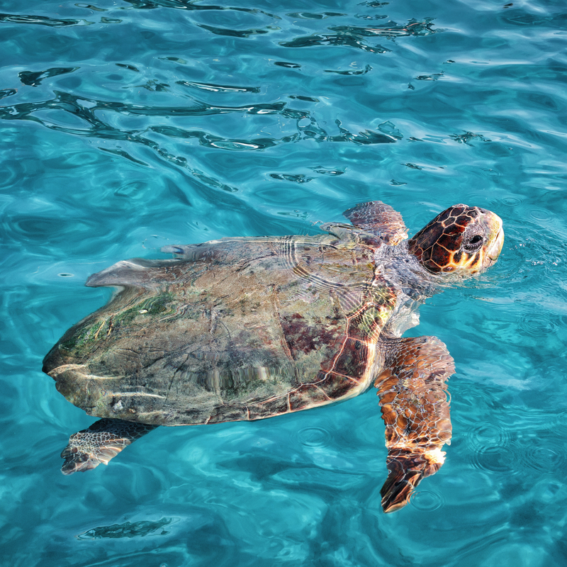Meeresschildkröte schwimmt im klaren blauen Wasser von Zakynthos, Griechenland.