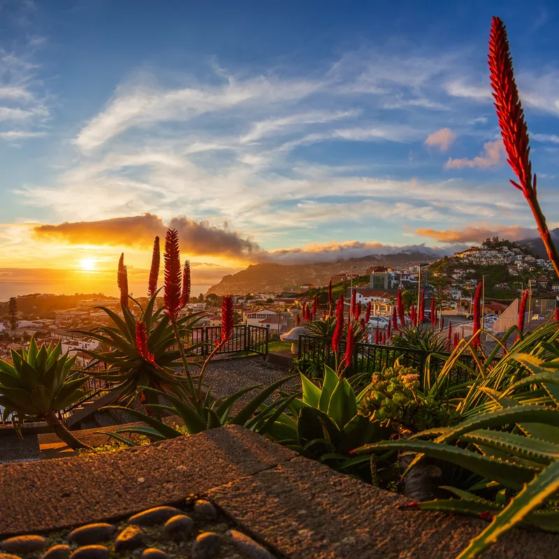 Blick auf Funchal in Madeira bei Sonnenuntergang mit Pflanzen im Vordergrund