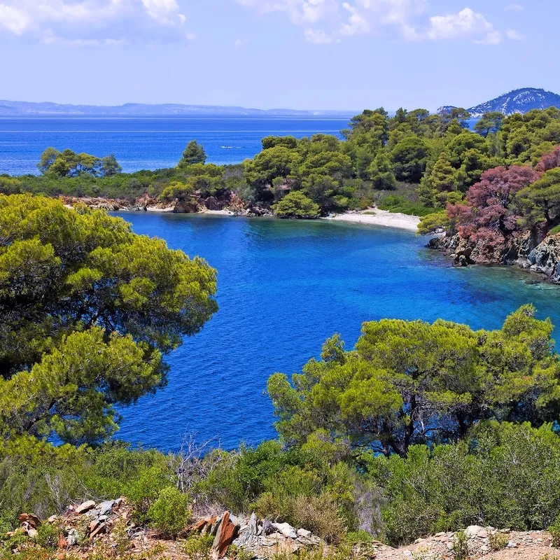 Küste mit klarem Wasser und Kiefern, im Hintergrund Hügel und blauer Himmel.