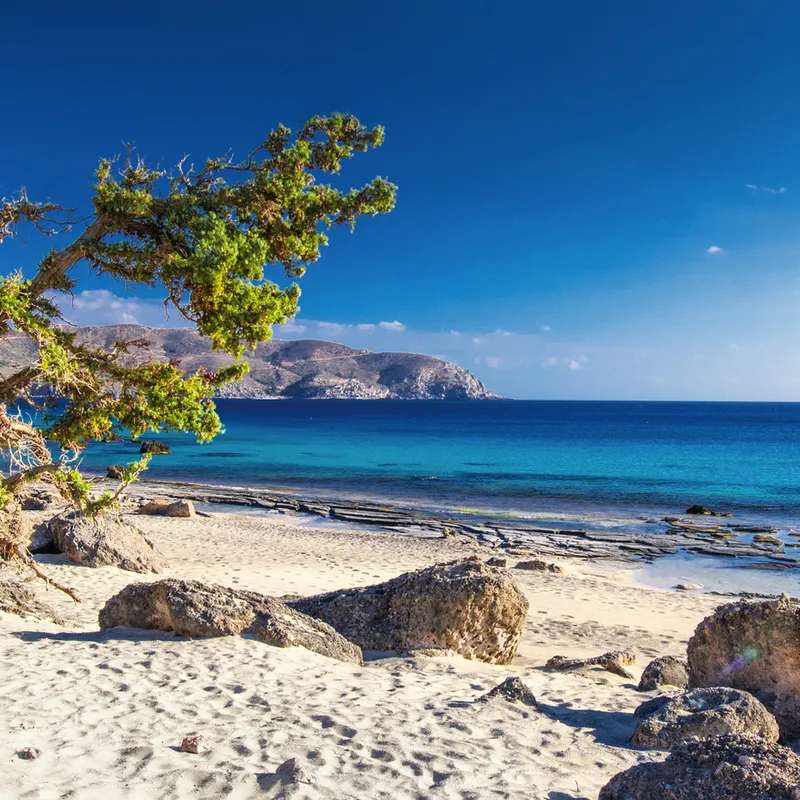 Strand Kedrodasos mit Pinienbäumen, Sand und klarem Meer bei sonnigem Wetter auf Kreta.