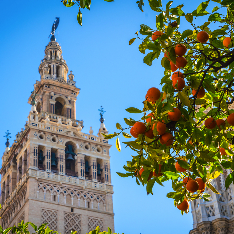 Giralda-Turm in Sevilla, Spanien mit blauem Himmel und Blättern im Vordergrund.
