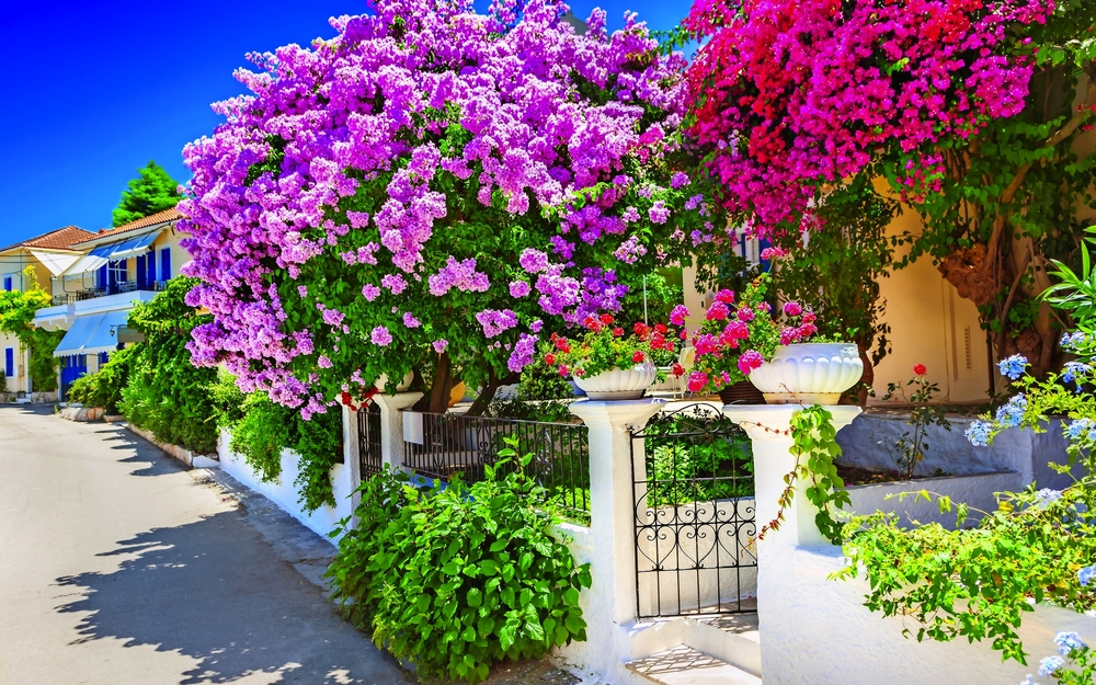 House with bougainvillea