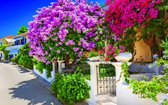 House with bougainvillea