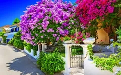 Blühende Bougainvillea-Pflanzen an einer weißen mediterranen Hausfassade.