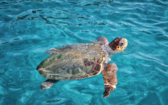 Meeresschildkröte schwimmt im klaren Wasser vor Zakynthos, Griechenland.