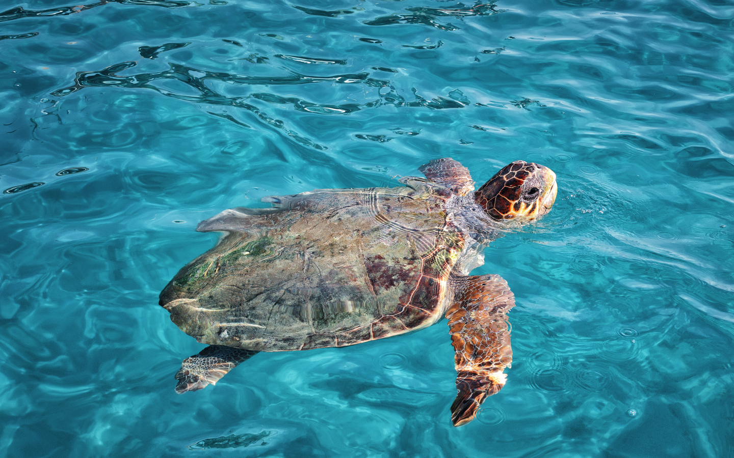 Meeresschildkröte schwimmt im klaren Wasser vor Zakynthos, Griechenland.