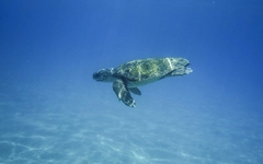 Meeresschildkröte schwimmt im klaren Wasser vor Zakynthos, Griechenland.