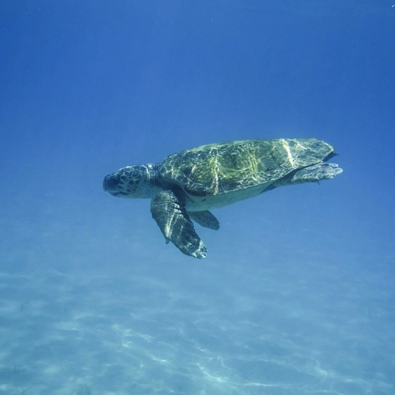 Meeresschildkröte schwimmt im klaren Wasser vor Zakynthos, Griechenland.