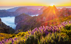 Landschaft bei Sonnenaufgang mit Bergen und violetten Blumen.