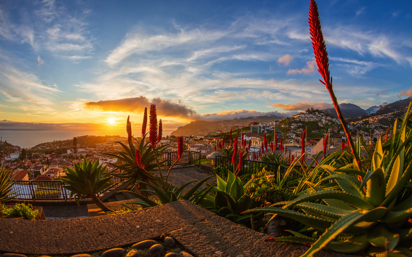 Blick auf Funchal in Madeira bei Sonnenuntergang mit Pflanzen im Vordergrund